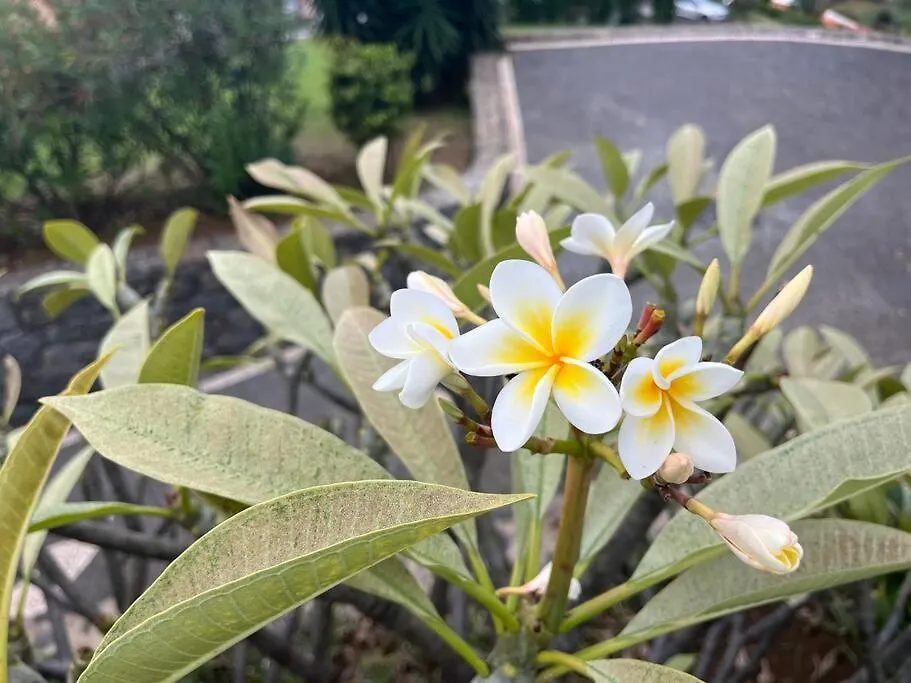 קלייטה Lucky Lemons Boutique Houses Madeira 1 0*,  פורטוגל